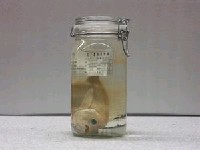 藏品(金點齒花鮨)的圖片